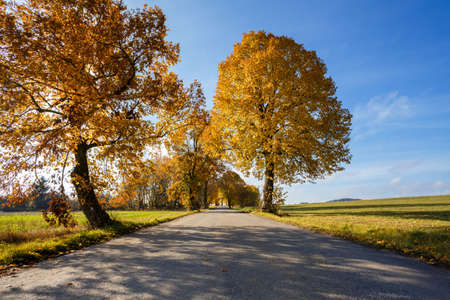rural road in the autumn with yellow colored treesの写真素材