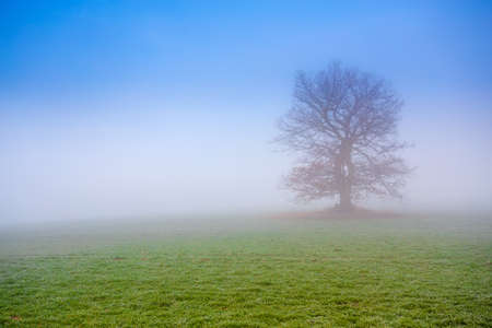 cold misty morning with tree in the background and fog against blue skyの写真素材