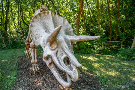 Prehistoric Dinosaur. Triceratops Fossil skeleton over natural background.の写真素材