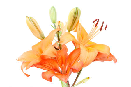 Close up detail of flowering orange lily isolated on whiteの写真素材