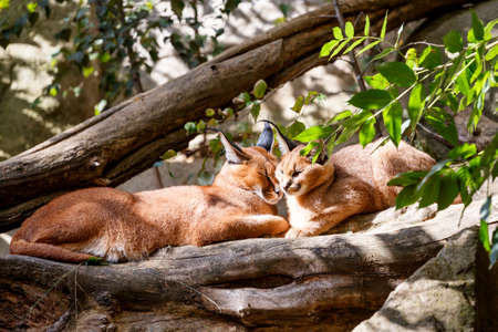 calacal (karakal) family lying on tree in nature