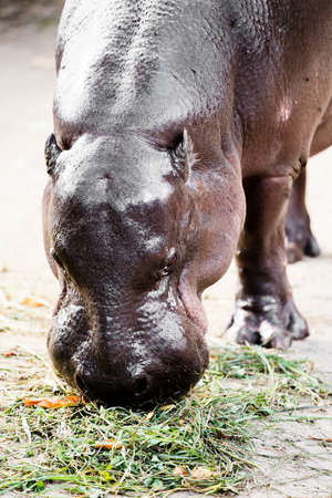 close up of Liberian Hippo (Hexaprotodon liberiensis) eating green feedの写真素材