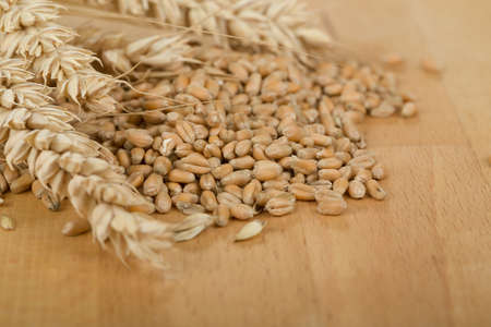 Closeup on pile of organic whole grain wheat kernels and ears の写真素材