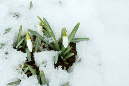 first Galanthus Snowdrop bloom in spring garden under snow