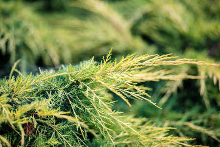 conifer in garden with shallow focus for backgroundの写真素材