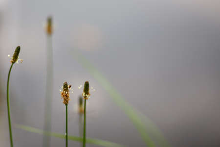 tranquil scene with plantain behind pond with shallow focusの写真素材