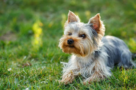 Cute small yorkshire terrier is lying on a green lawn outdoor, no people