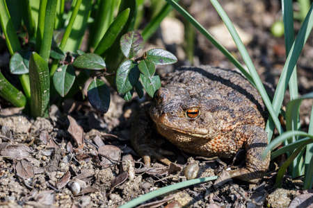 brown female toad in the sunny spring garden, czech republic