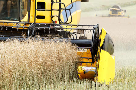 yellow combine in summer harvesting rape on farmlad, rural scene