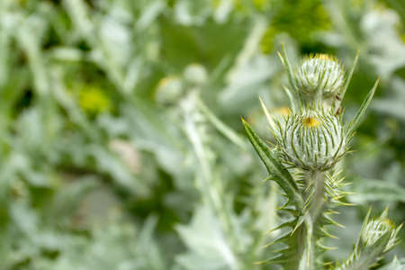 Magnificent thistle with all its splendor in early spring, on a unfocused natural green background の写真素材