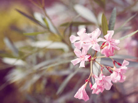 spring flower in garden with shallow focus and space for text in pastel retro colorsの写真素材