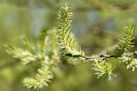 Green spring plant for backgroundの写真素材