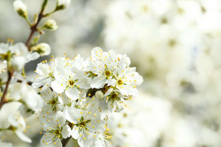 Blossoming tree spring with very shallow focus background