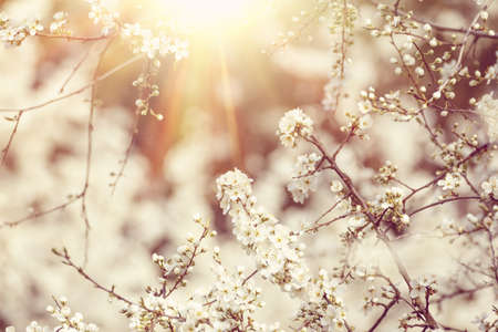 Blossoming tree spring with very shallow 