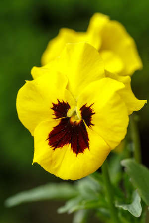 yellow pansy flowers at spring in the garden