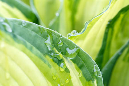 Rain drops on flower leaf close up, natural scene with shallow focusの写真素材