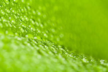 macro water drops on green plant leaf for natural background, wallpaper or backdrop useの写真素材