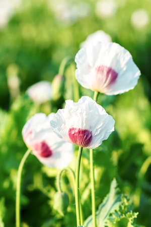 rural scene, green agriculture poppy field with white flowersの写真素材