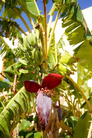 Banana tree with a blossom and small green bananasの写真素材
