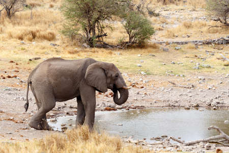 African elephants drinking at a muddy waterhole, Etosha national Park, Ombika, Kunene, Namibia. True wildlife photographyの写真素材