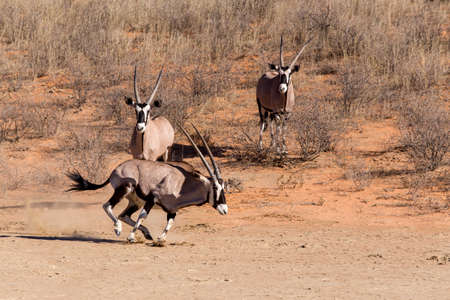 running Gemsbok, Oryx gazella, dominant Gemsbok antelope in the park, Kalahari, South Africaの写真素材