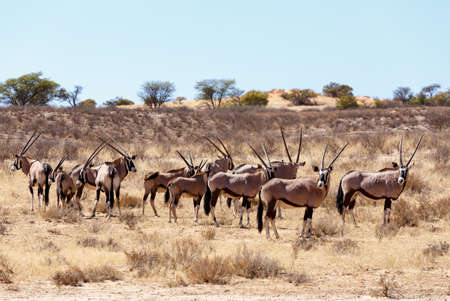 Gemsbok, Oryx gazella on sand dune, Kgalagadi Transfrontier Park, Botswana, true wildlifeの写真素材