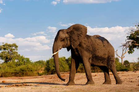 Portrait of African Elephant in Chobe National Park, Botswana. True wildlife photographyの写真素材