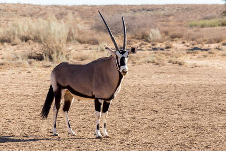 portrait of Gemsbok, Oryx gazella,dominant Gemsbok antelope in the park, Kalahari, South Africaの写真素材