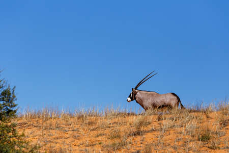 Gemsbok, Oryx gazella on sand dune, Kgalagadi Transfrontier Park, Botswana, true wildlifeの写真素材