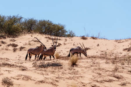 Gemsbok, Oryx gazella on sand dune, Kgalagadi Transfrontier Park, Botswana, true wildlifeの写真素材