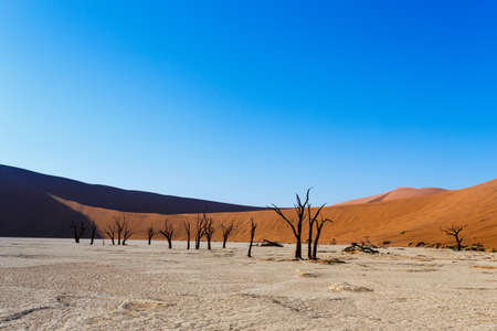 beautiful sunrise landscape of hidden Dead Vlei in Namib desert with blue sky, this is best place of Namibiaの写真素材