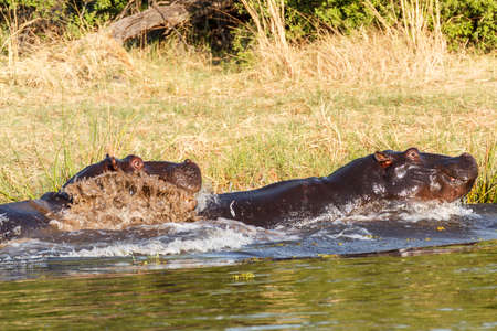 Two young male hippopotamus Hippopotamus amphibius, rehearse fray and figting with open mouth and showing tusk. National Park Okawango, Botswana, wildlife photographyの写真素材