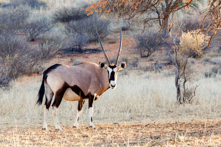 Gemsbok, Oryx gazella on sand dune, Kgalagadi Transfrontier Park, Botswana, true wildlifeの写真素材