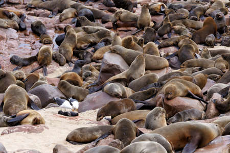 huge colony of Brown fur seal, Arctocephalus pusillus, in Cape Cross, Namibia, wide angle view, true wildlife photographyの写真素材