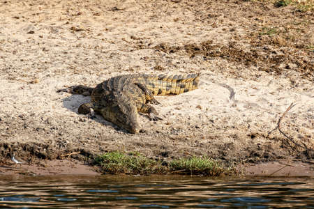 Portrait of a Nile Crocodile Crocodylus niloticus, Chobe National Park in Botswanaの写真素材