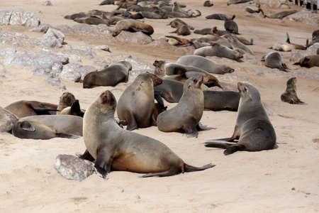 huge colony of Brown fur seal, Arctocephalus pusillus, in Cape Cross, Namibia, wide angle view, true...