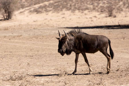 wild Wildebeest Gnu standing in desert, Kgalagadi Transfrontier Park, South Africa, true wildlife
