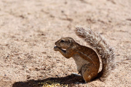 South African ground squirrel Xerus inauris,with a raised tail eats food,Kalahari, South Africaの写真素材