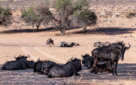 wild Wildebeest Gnu, Kgalagadi, South Africa, true wildlifeの写真素材