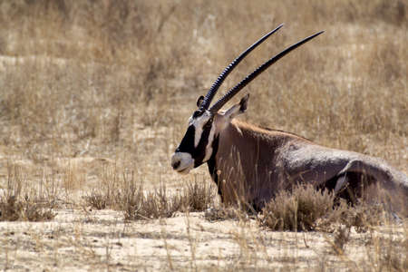 portrait of Gemsbok, Oryx gazella,dominant Gemsbok antelope in the park, Kalahari, South Africaの写真素材