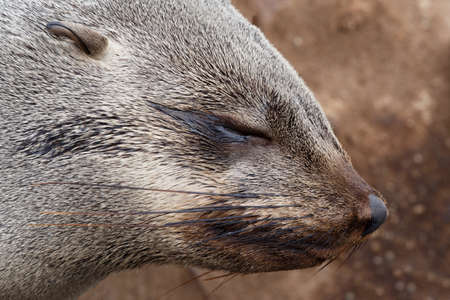 Portrait of Brown fur seal, Arctocephalus pusillus, in Cape Cross, Namibia, wide angle view, true wildlife photographyの写真素材