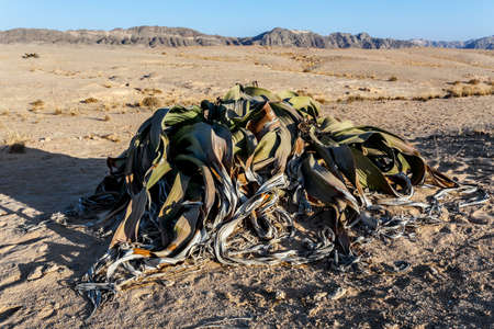 Splendid example of Welwitschia mirabilis is estimated to be more than 1500 years old,Erongo, Namibia, Amazing desert plant, living fossil Welwitschia Mirabilis in Namib Desertの写真素材