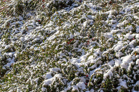 winter background with red gaultheria and snow in gardenの写真素材