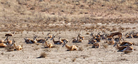 herd of springbok, Kgalagadi Transfontier park, South Africaの写真素材