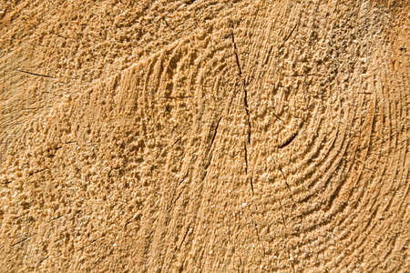 Natural wood texture of cut tree trunk, close-up