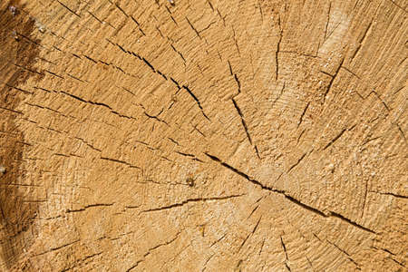 Natural wood texture of cut tree trunk, close-up