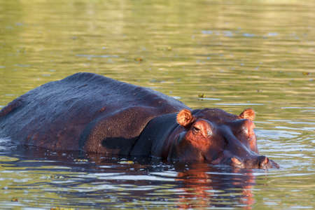 portrait of Hippo Hippopotamus Hippopotamus. National Park Okawango, wildlife photographyの写真素材