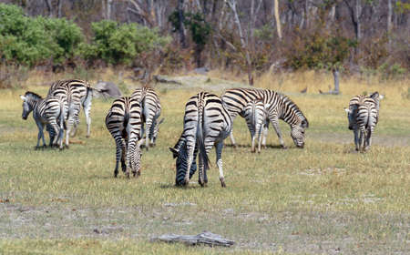 Zebras in african bush. National Park Okawango, Botswana, wildlife photographyの写真素材