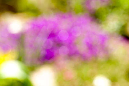 violet blurry background of flower in spring gardenの写真素材