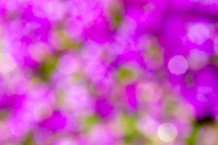 violet blurry background of flower in spring gardenの写真素材